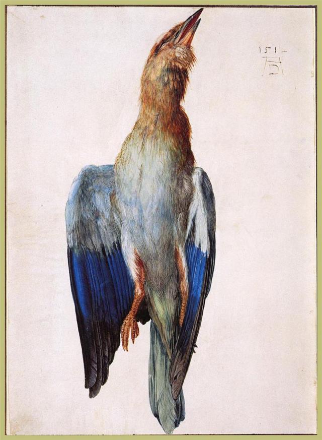 Dead Bluebird, 1512, watercolor, Albertina Vienna, Austria