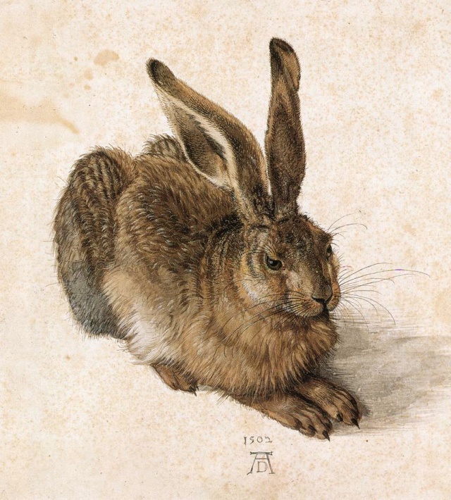Young Hare, 1502, Gouache and watercolor, 251 x 226mm, Albertina Vienna, Austria